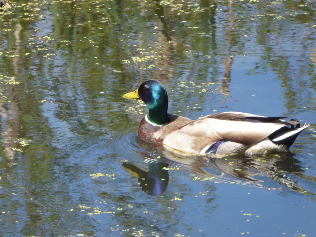 Mallard Duck