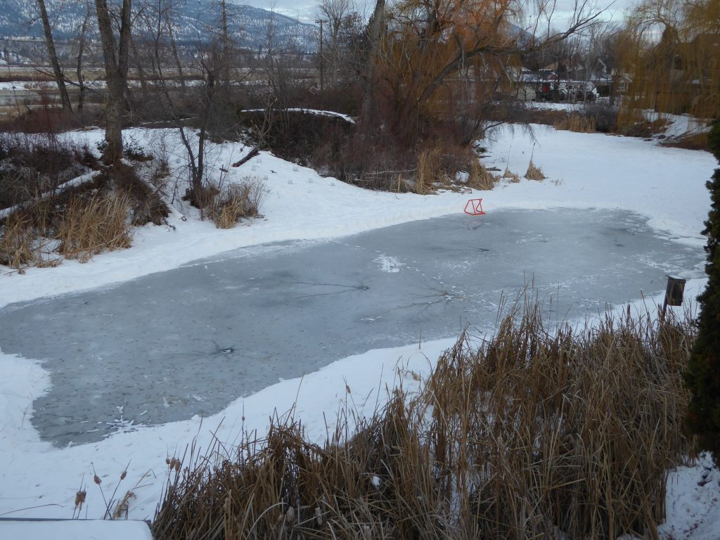 Turtles on Brandon Oxbow