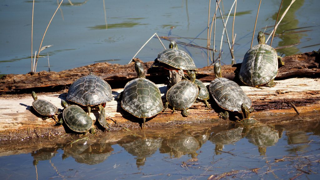 Turtles on Brandon Oxbow