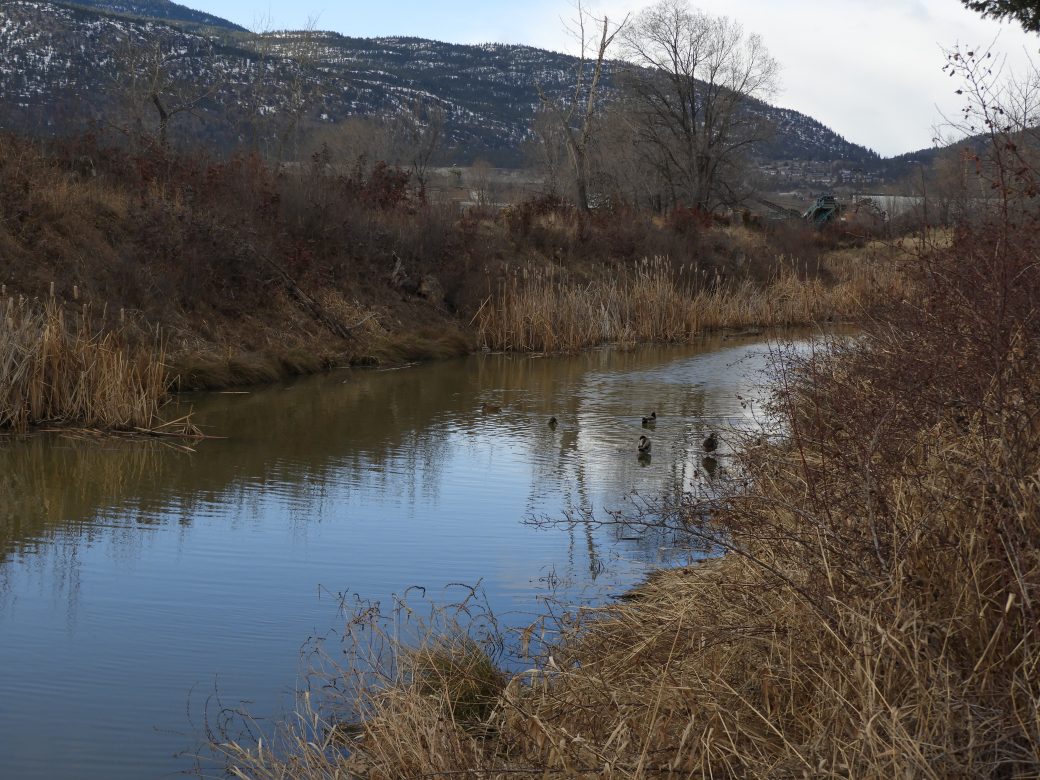 Roy Ave oxbow Friends of the Penticton Oxbows