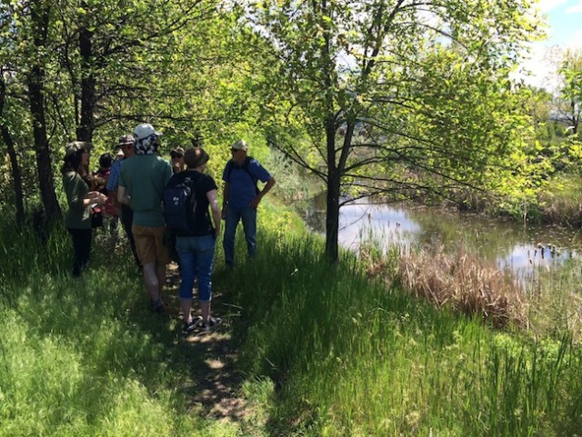 Featured image for “Meadowlark Festival”