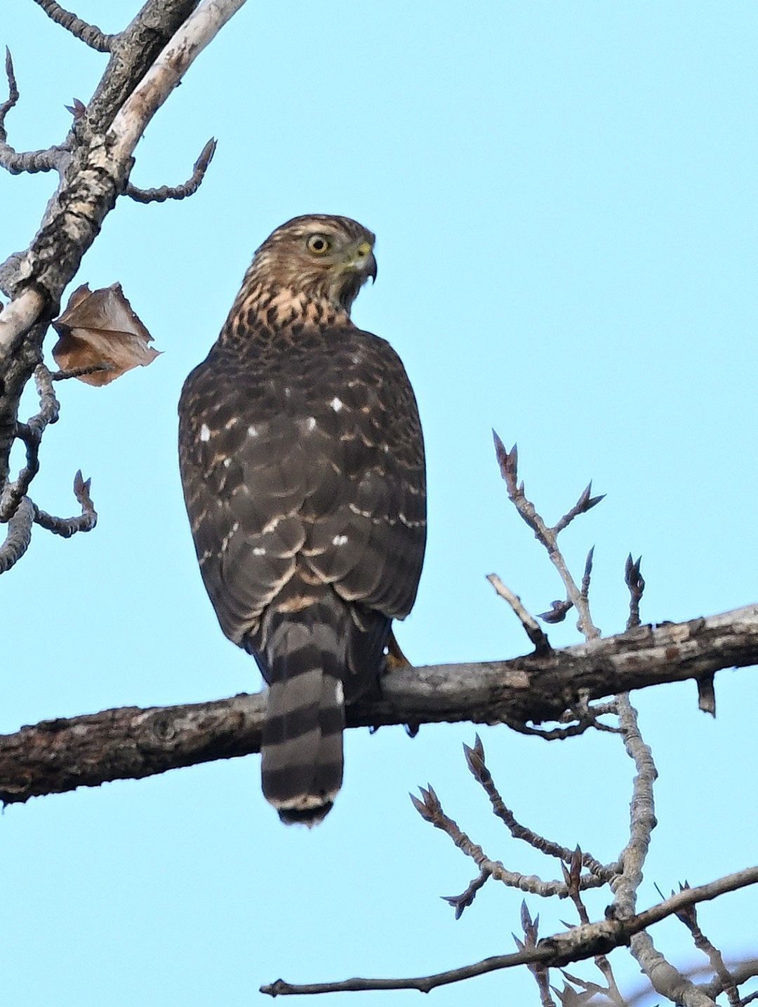 Featured image for “Cooper’s Hawk”