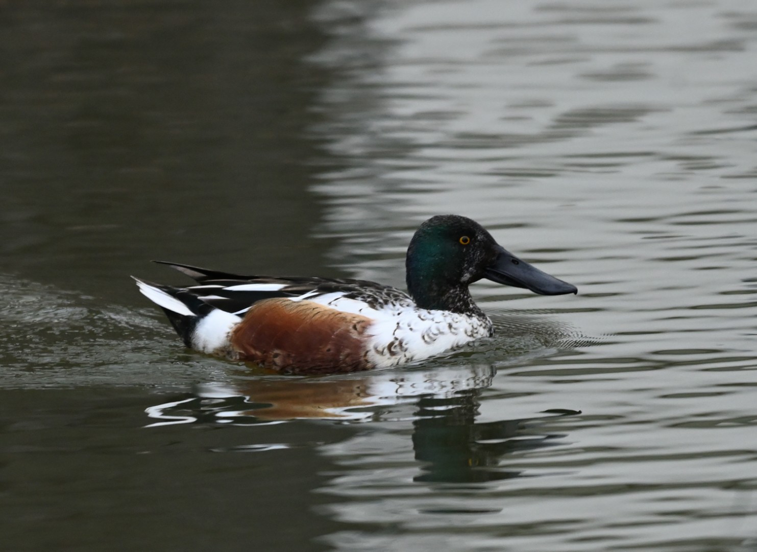 Featured image for “Northern Shoveler”